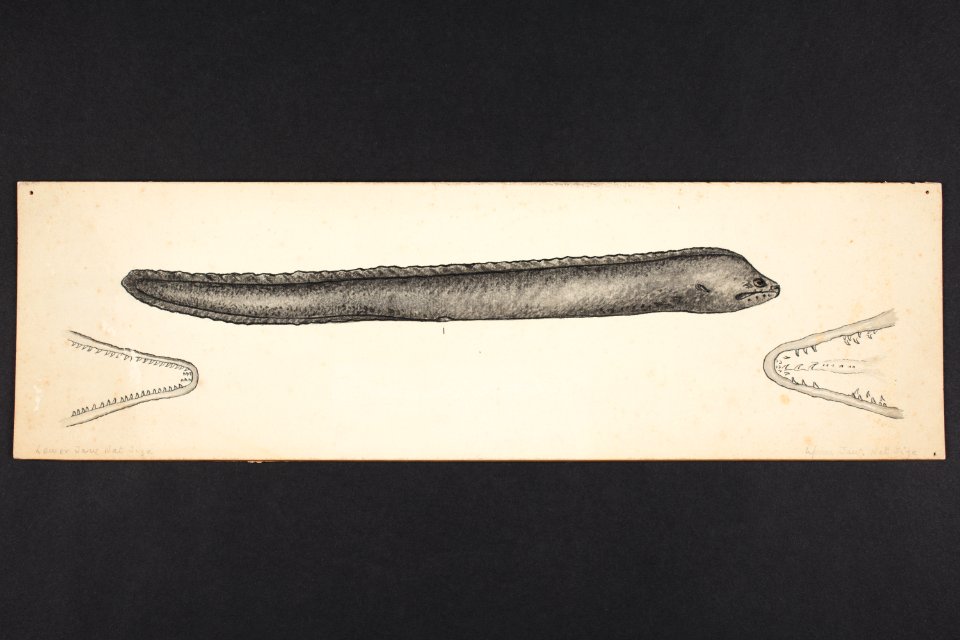 Gymnothorax meleagris. Shaw. (48753182838)