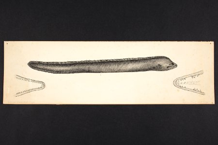 Gymnothorax meleagris. Shaw. (48753182838)