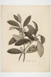 Hedycarya arborea (48752615133)