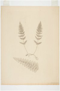 Hypolepis rufobarbata (48752609136)