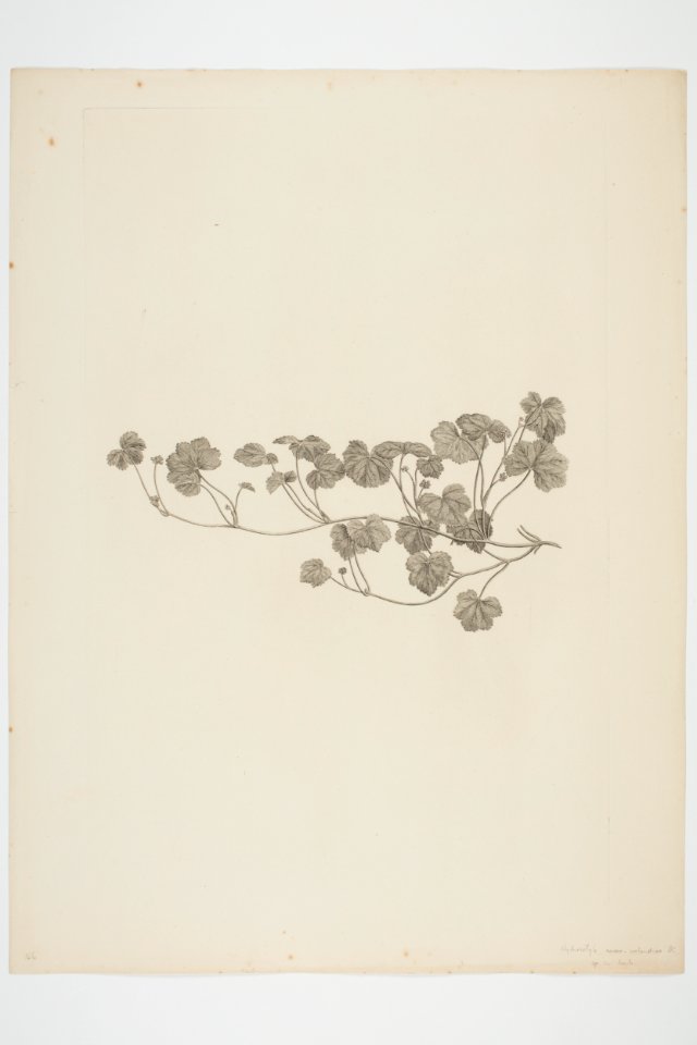 Hydrocotyle novae-zelandiae (48753429366)