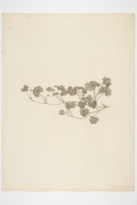 Hydrocotyle novae-zelandiae (48753429366)