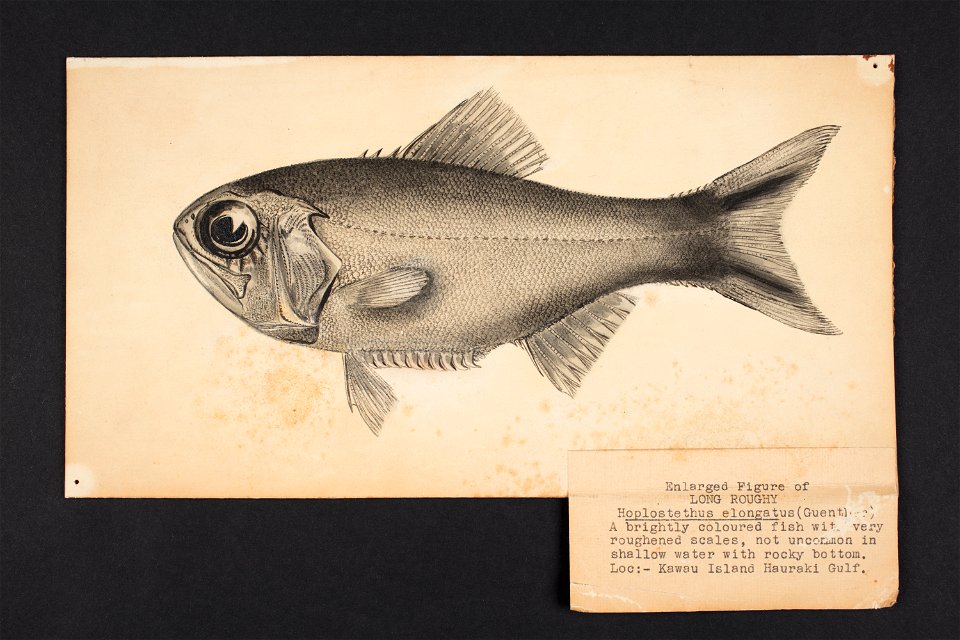 Hoplostethus elongatus (Guenther). (48752550933)