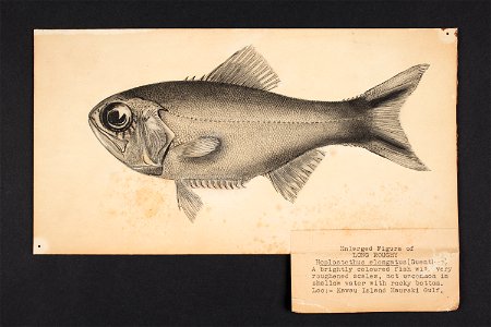 Hoplostethus elongatus (Guenther). (48752550933)