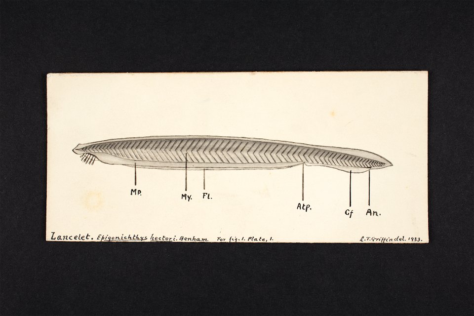 Lancelet. Epigonichthys hectori. Benham. (48752618798)