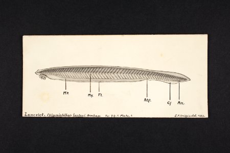Lancelet. Epigonichthys hectori. Benham. (48752618798)