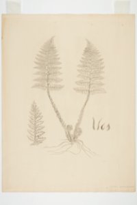 Polystichum richardii (48752875747)