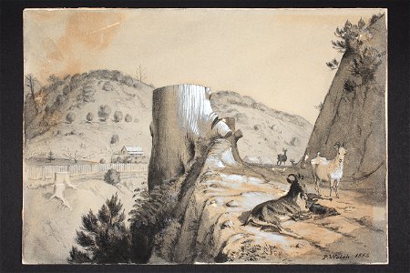 Kauri camp, Kapanga, Coromandel (48753313492)
