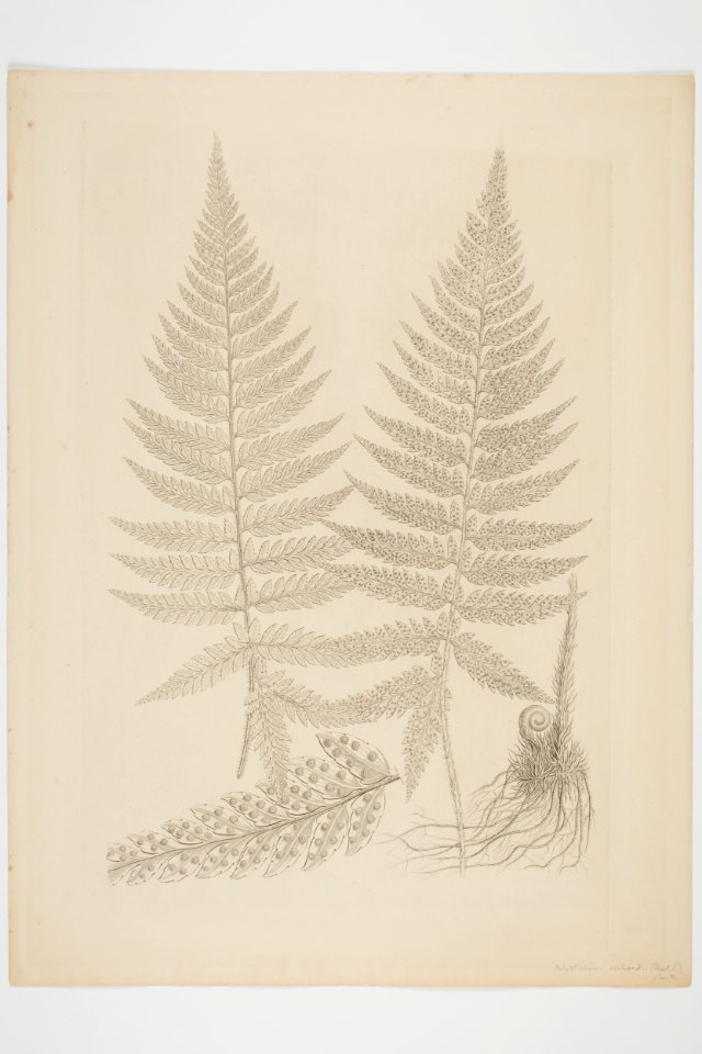 Polystichum richardii (48752418538)