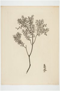Prumnopitys taxifolia (48752739468)
