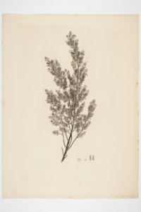 Pomaderris phylicifolia (48753101372)