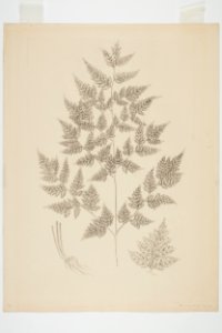 Pteris macilenta (48753001168)