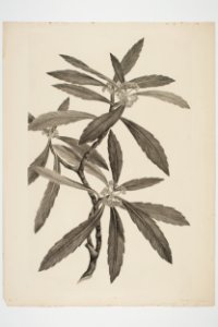 Pseudopanax crassifolius (48753011033)