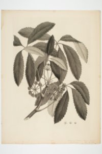 Pseudopanax arboreus (48752306008)