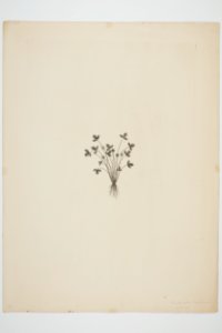 Ranunculus acaulis (48752385571)