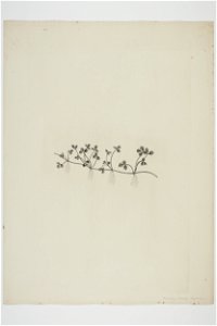 Schizeilema trifoliolatum (48753436187)