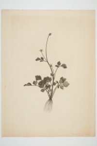Ranunculus hirtus (48752585856)