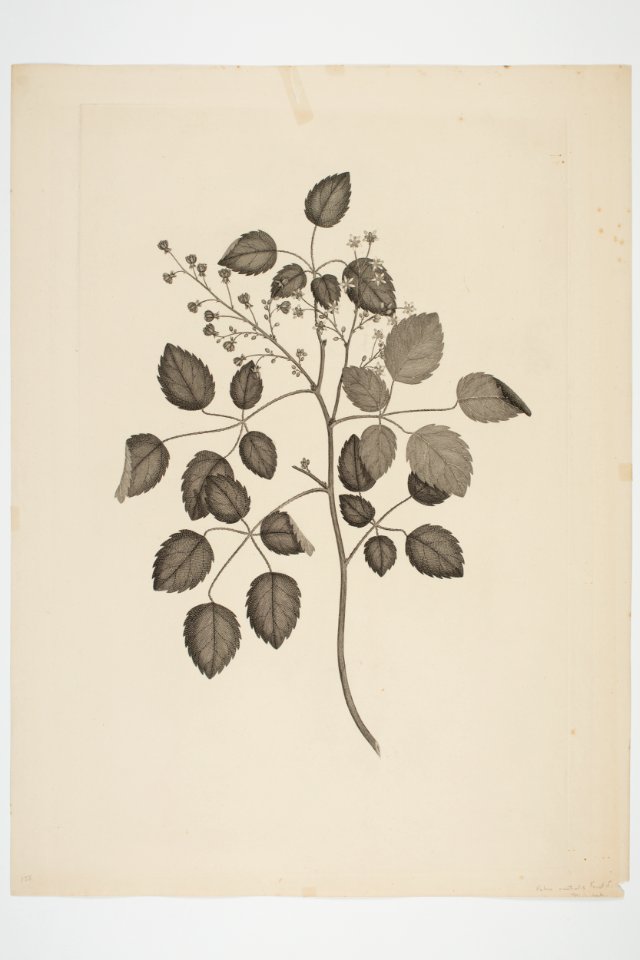 Rubus australis (48752973702)