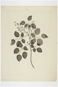 Rubus australis (48752973702)