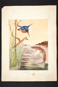 River life. The Murray Cod and Azure Kingfisher (48753124887)