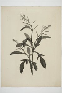 Rorippa gigantea (48752822142)