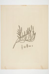 Sarcornia quinqueflora (48752998816)