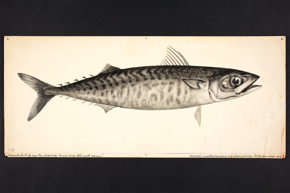 Scomber australasicus Cuv. et Val. (48753129152)