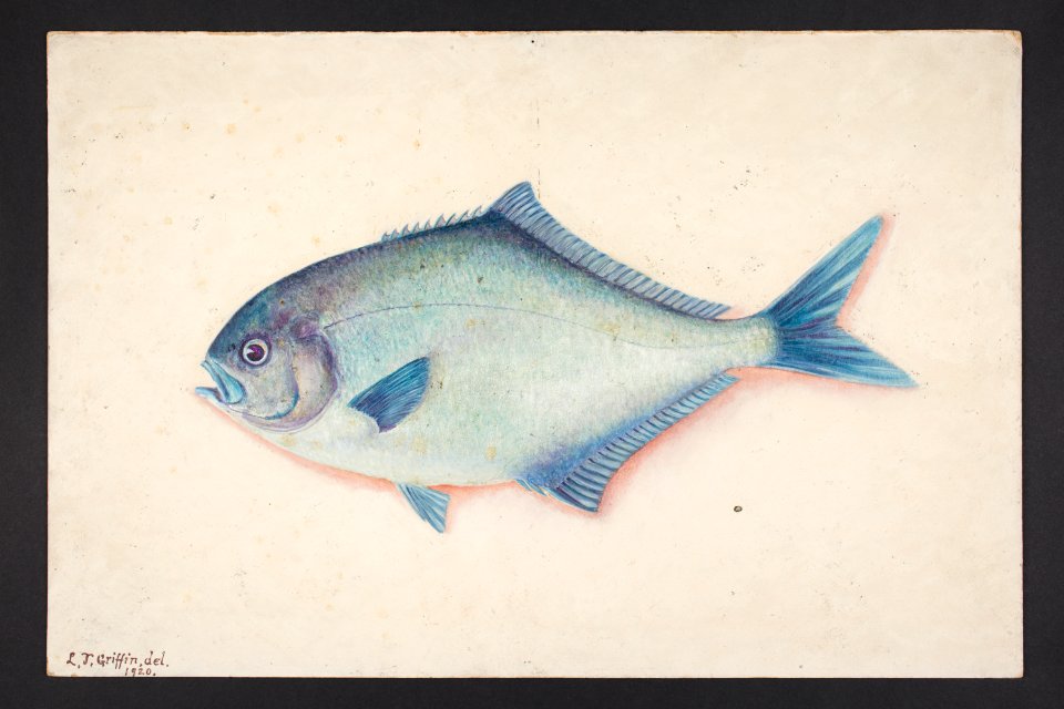 Scorpis violaceus Hutton. (48753056143)