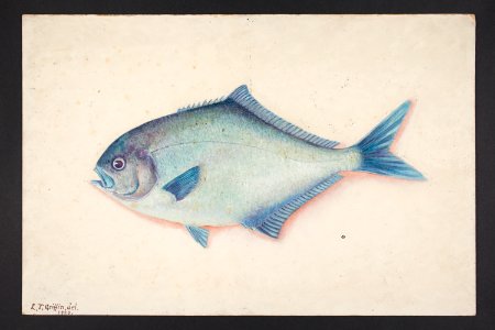 Scorpis violaceus Hutton. (48753056143)