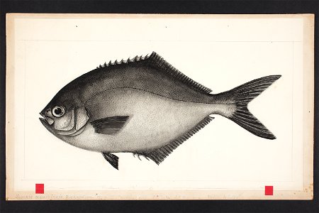 Scorpis aequipinnis Richardson. (48753058553)