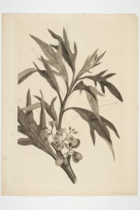 Solanum aviculare (48753756811)