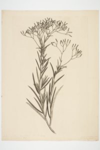 Senecio quadridentatus (48752666726)