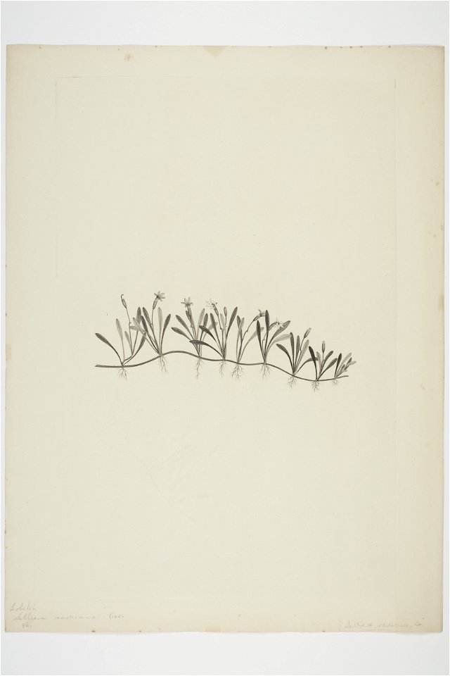 Selliera radicans (48753247842)