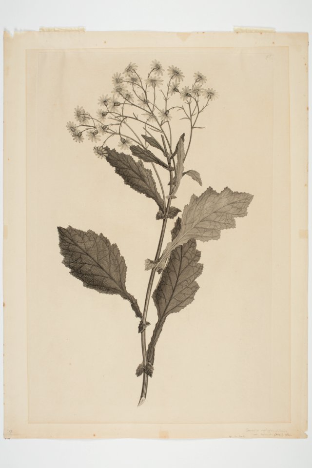 Senecio rufiglandulosus (48752686983)