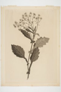 Senecio rufiglandulosus (48752686983)