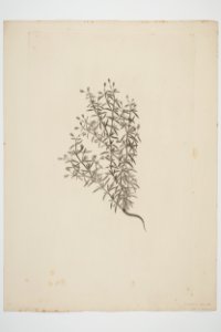 Spergularia media (48752787651)