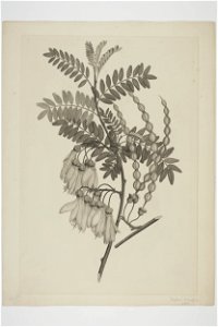 Sophora tetraptera (48752946092)