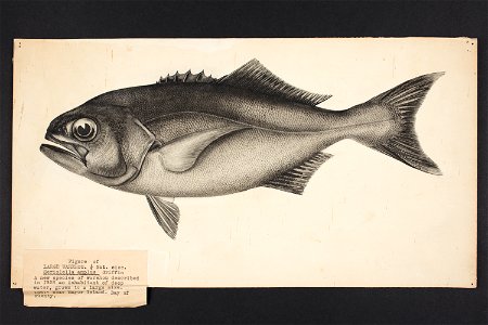 Seriolella amplus n. sp. griffin 1928. (48753154032)