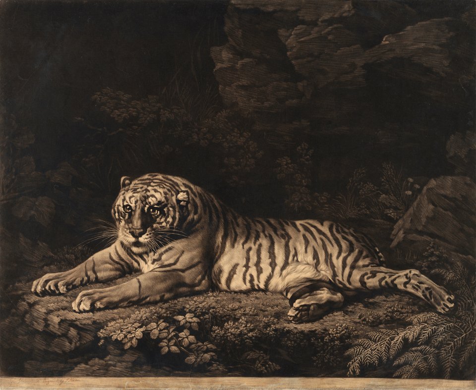 A tigress. Engraving by John Dixon after George Stubbs (CBL Wep 4172)