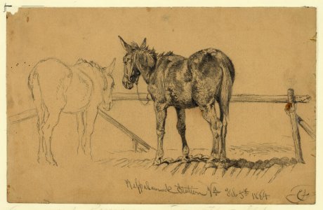 A tough customer. Army mule LCCN2004661601