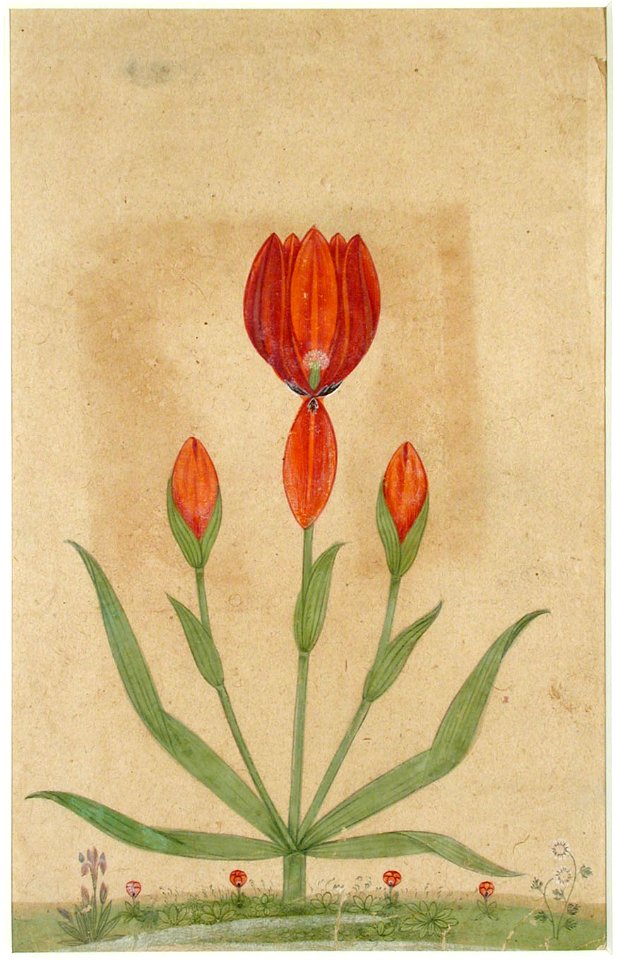 A tulip with flower, two buds and leaves (6125079400)