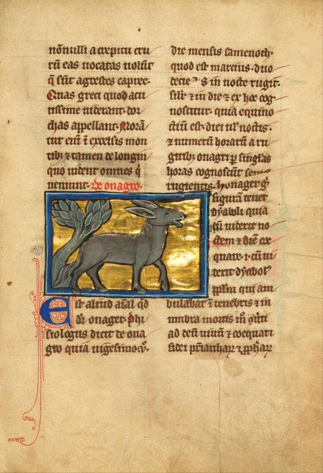 A Wild Donkey - Google Art Project