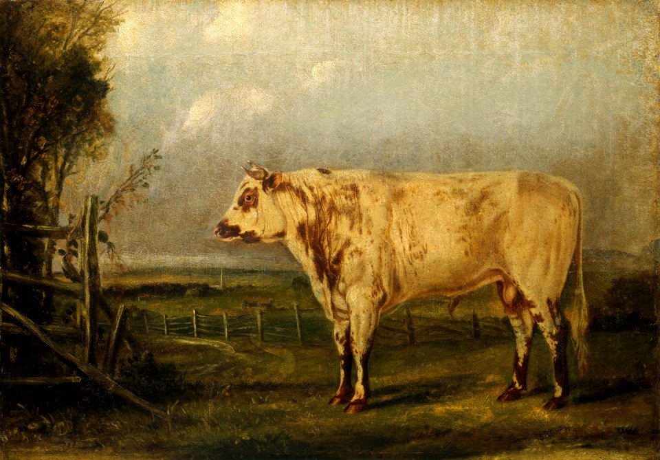 A Young Bull E-000633-20111108