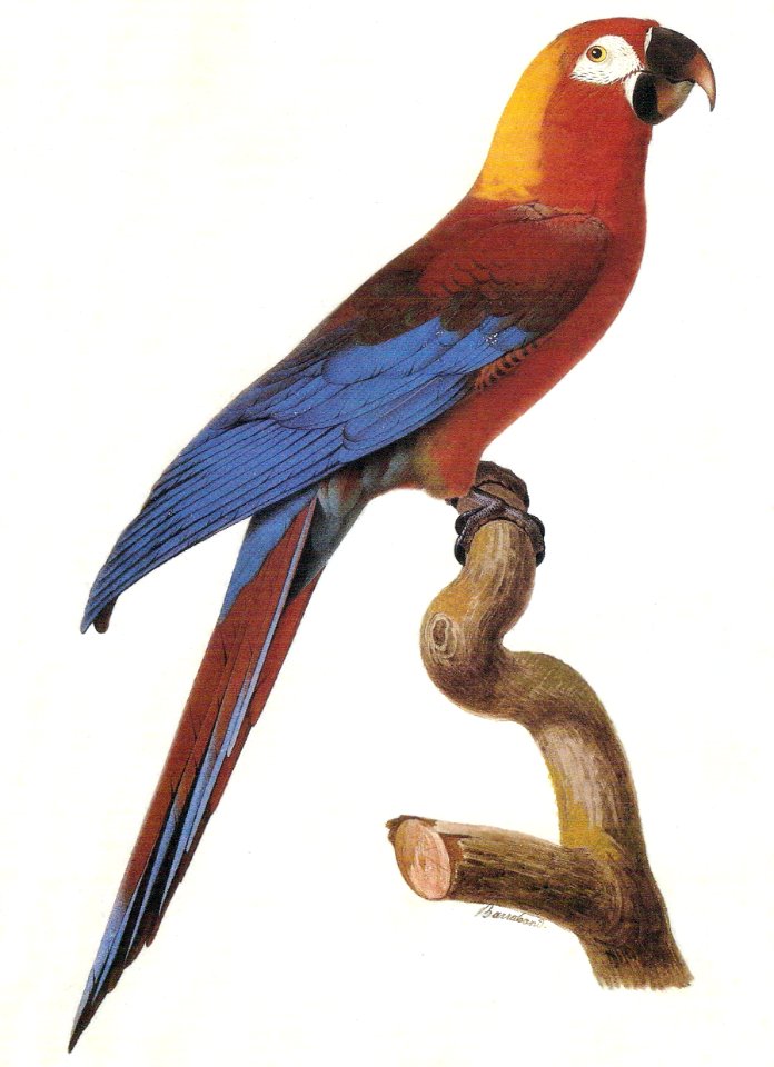 A. tricolor