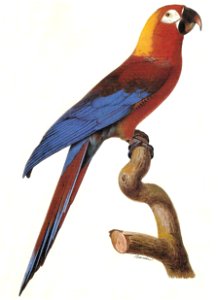 A. tricolor