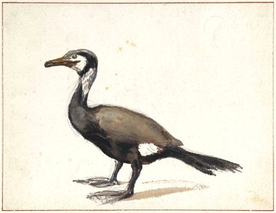 Aalscholver