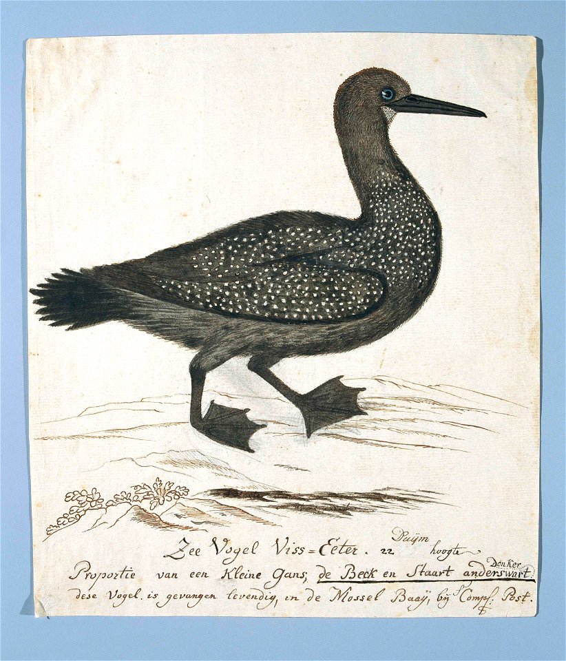 Aalscholver (Phalacrocorax capensis) of zeeduiker