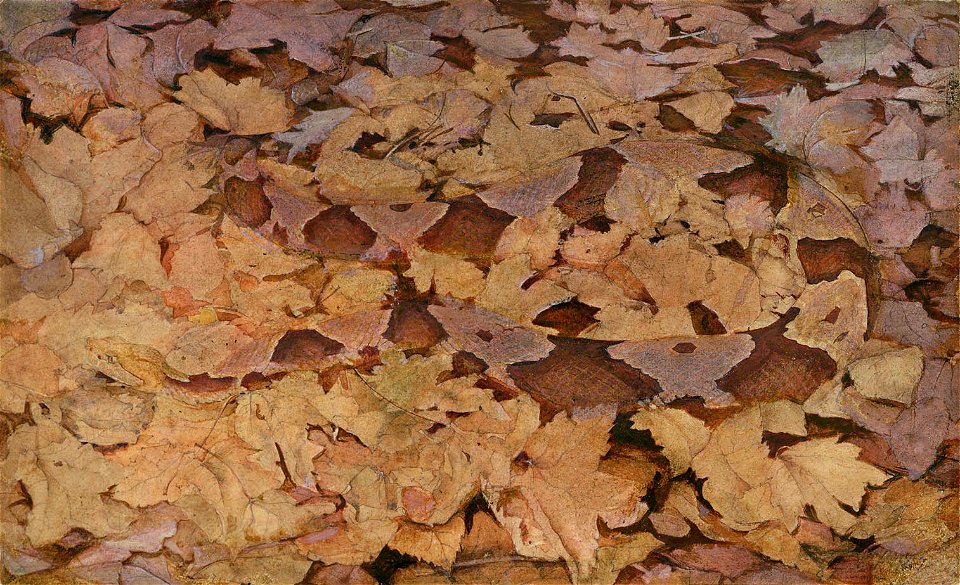 Abbott Handerson Thayer - Copperhead Snake on Dead Leaves, study for book Concealing Coloration in the Animal Kingdom - 1950.2.15 - Smithsonian American Art Museum
