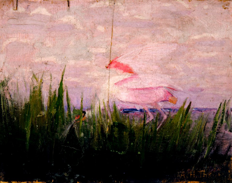 Abbott Handerson Thayer - Roseate Spoonbill, study for book Concealing Coloration in the Animal Kingdom - 1950.2.4 - Smithsonian American Art Museum