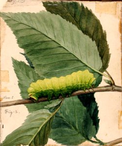 Abbott Handerson Thayer - Lunar Caterpillar, study for book Concealing Coloration in the Animal Kingdom - 1950.2.18B - Smithsonian American Art Museum